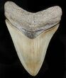 Tan, Serrated, Megalodon Tooth - Georgia #46313-1